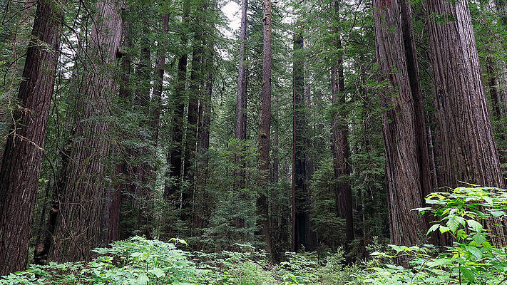 Natural Wall Art featuring the photograph Invaluable - Old Growth Forest, Redwood National Park, CA by KJ Swan