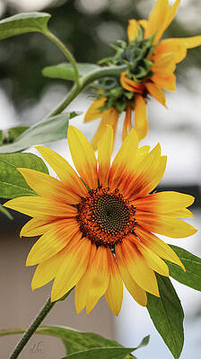 Green Photograph - Invitation From A Sunflower by D Lee