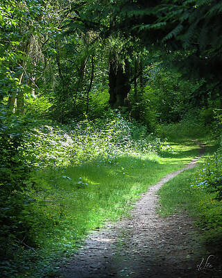 Photograph - Invitation Path by D Lee