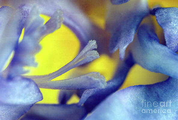 Yellow Digital Art - Iris Abstract by William Gunn