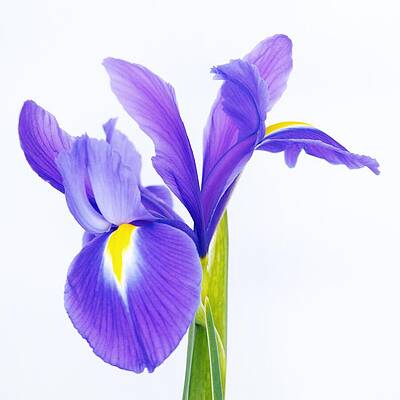 Photograph - Iris by Anorel