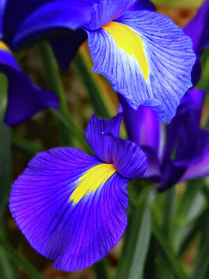 Spring Photograph - Iris Shades Of Purple by Gina Fitzhugh