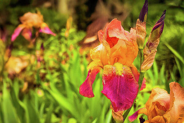 Beautiful Photograph - Iris Spring Garden by Robert Niemeier