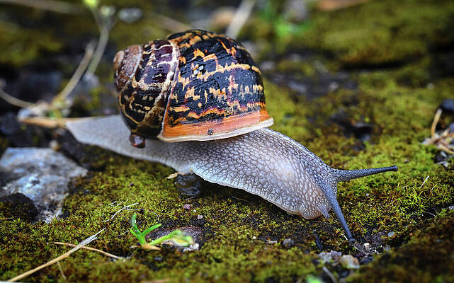 Snail Crawling on Mossy Ground Wall Art