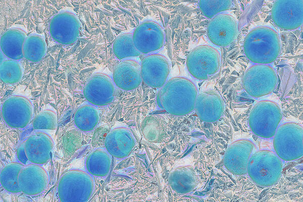 Abstract Wall Art featuring the photograph Irresistible Blue by Elvira Peretsman