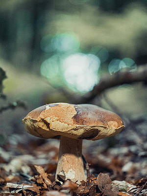 Raw Photograph - Is That A Monster Shroom by Scott Lyons