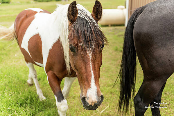 Wall Art featuring the photograph Is This My Best Side? by Tom Cochran