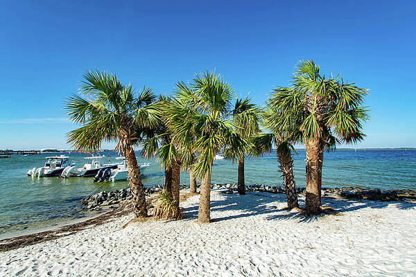 Boat Wall Art featuring the photograph Island Palm Trees And Boats, Pensacola Beach, Florida by Beachtown Views