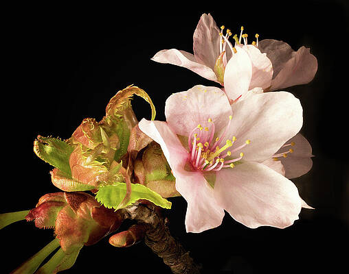 Photograph - Isolated Cherry Blossom by Steven Nelson