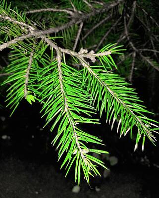 Photograph - Isolated Green Color Of A Fir Branch In A Black And White Photo by Nicko Prints