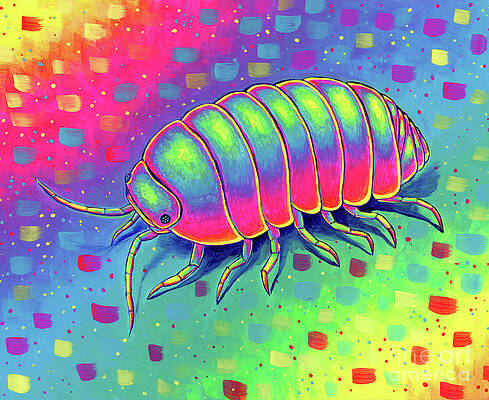 Isopod Armadillidium vulgare by Rebecca Wang