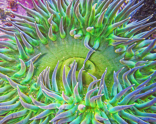 Animal Photograph - It Isn't Easy Being Green - Giant Green Sea Anemone by KJ Swan