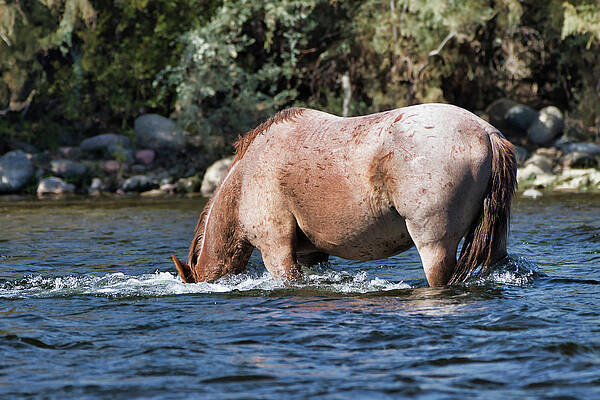 Nature Photograph - It's Here Somewhere by American Landscapes