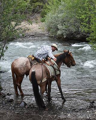 Cowboy Wall Art featuring the photograph It's Okay, Girl by Alden White Ballard