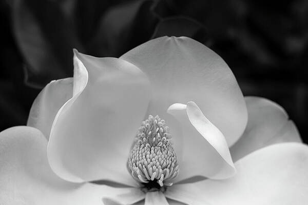 Close-Up of Magnolia Bloom Photograph