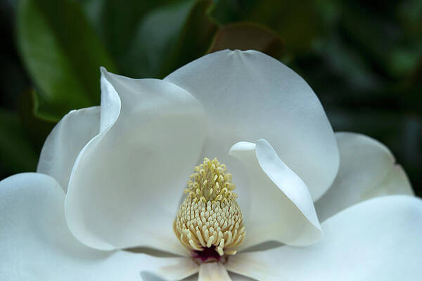 Magnolia Blossom Close-Up Photograph