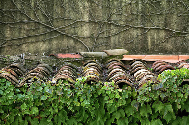 Wall Art featuring the photograph Ivy And Roof Tiles by Lisa Chorny