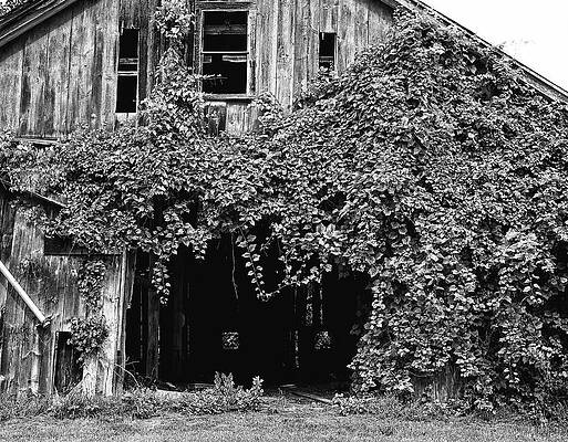 Wall Art featuring the photograph Ivy Barn by Steven Nelson