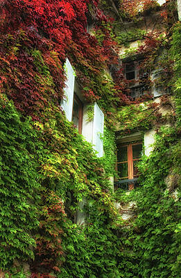 Wall Art featuring the photograph Ivy Covered Walls by Lisa Chorny