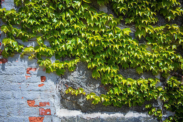 New Hampshire Photograph - Ivy by Jonathan Babon