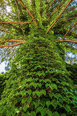 City Wall Art featuring the photograph Ivy Tree Salt Lake City Utah by Tommy Farnsworth