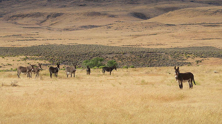 California Wall Art featuring the photograph Jack And His Jills - Lassen County California by Mike Lee