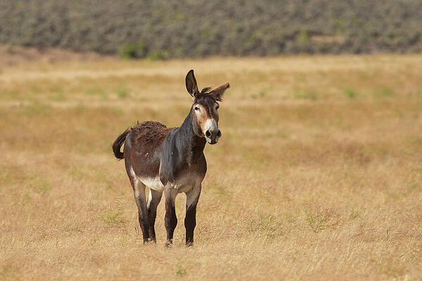 Wild Photograph - Jack Burro Posturing - Smoke Creek Desert - Lassen County CA by Mike Lee