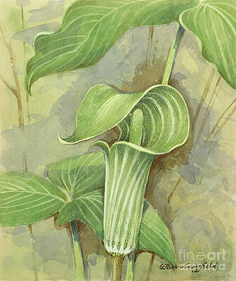 Tree Painting - Jack-In-The-Pulpit by Gordon Beningfield