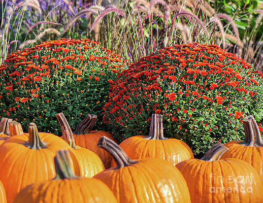 Garden Photograph - Jack-O'-Lantern Orange Pumpkins by Abigail Diane Photography