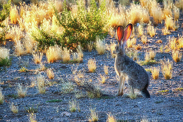 Arizona Photograph - Jack Rabbit by Tatiana Travelways