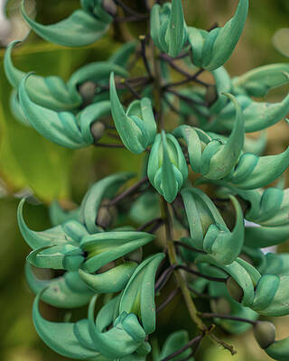Hawaii Wall Art featuring the photograph Jade Vine Blossom In A Kauai Garden by Nancy Gleason