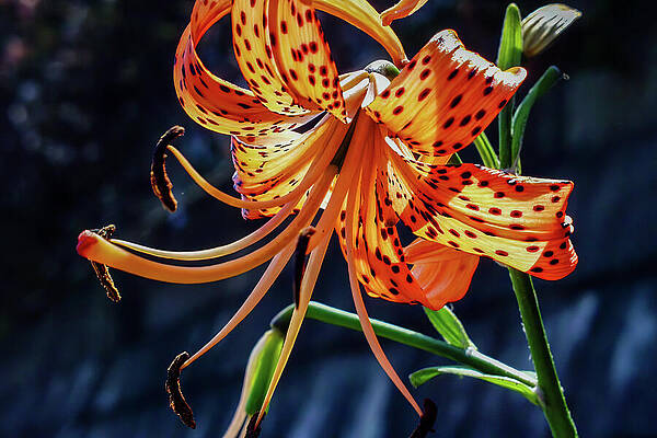 Nature Wall Art featuring the photograph Japanese Garden by Tommy Farnsworth