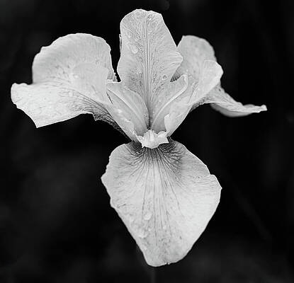 Wall Art featuring the photograph Japanese Iris Monochrome by Jean Noren