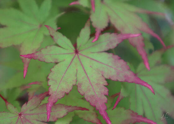 Green Photograph - Japanese Maple Showing Off by D Lee