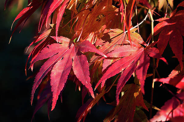 Wall Art featuring the photograph Japanese Maple by Steven Nelson