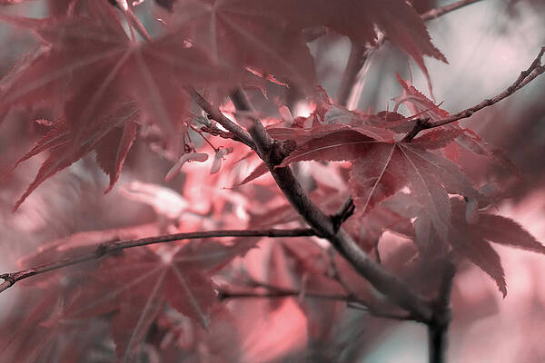 Beautiful Photograph - Japanese Maple Tree Leaves by Jason Fink