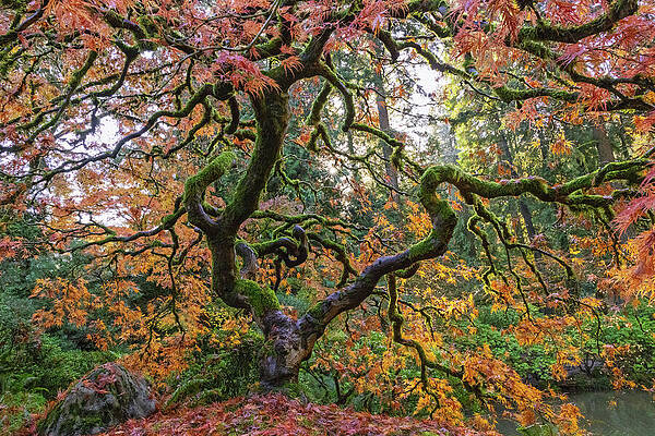 Ancient Tree in Autumn Foliage Wall Art