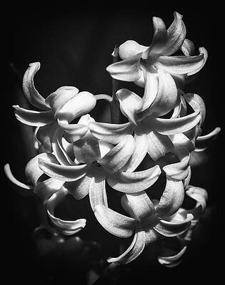 Wall Art featuring the photograph Jasmine Cluster by Steven Nelson
