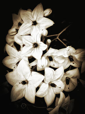 Black And White Wall Art featuring the photograph Jasmine's Moment by Bill and Linda Tiepelman