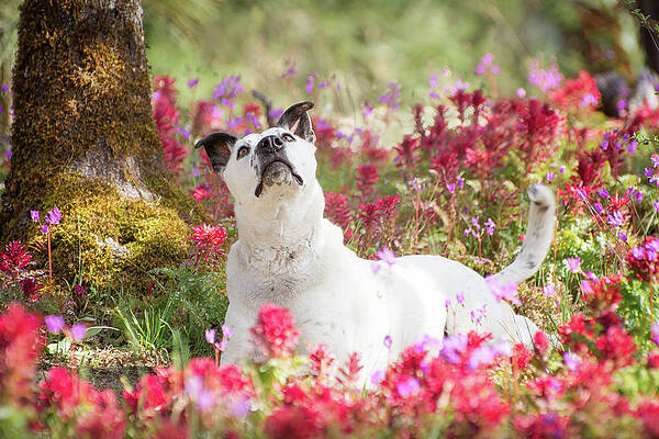 Oregon Photograph - Jasper And Wildflowers by Diane Moller
