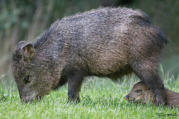 Arizona Photograph - Javelina Peccary. by Paul Martin