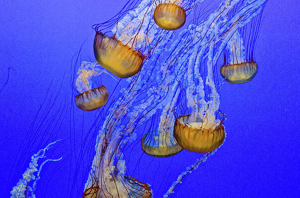 Animal Wall Art featuring the photograph Jellies In Blue by Matt Halvorson