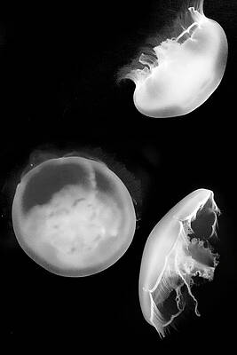 Black And White Photograph - Jelly Trio by Gina Cinardo
