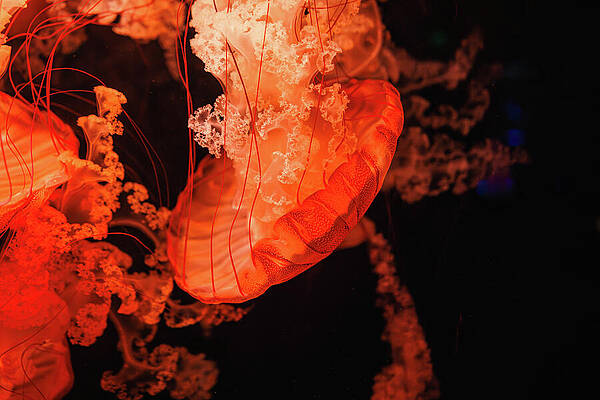 Wildlife Photograph - Jellyfish, Bass Pro Shop, Springfield, Missouri by Robert Niemeier