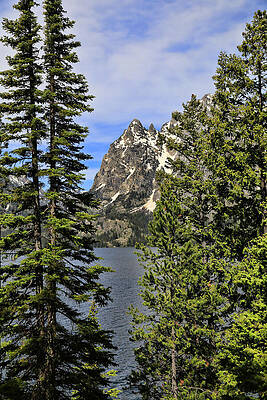 Wall Art featuring the photograph Jenny Lake Vertical Summer by Dan Sproul