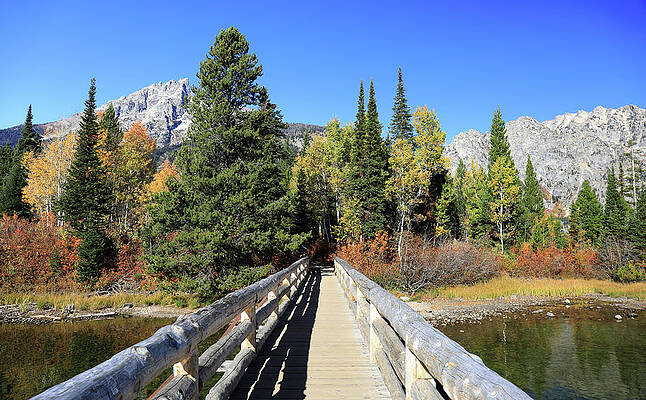 Wall Art featuring the photograph Jenny Lake Walking Bridge by Dan Sproul