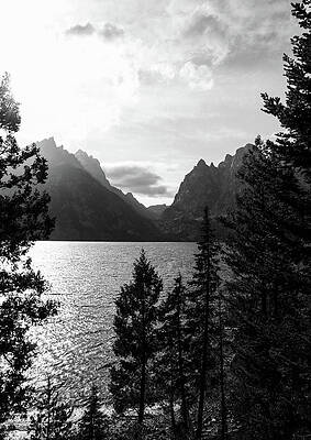 Wall Art featuring the photograph Jenny Lake Wyoming Black And White by Dan Sproul