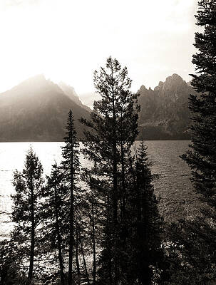 Wall Art featuring the photograph Jenny Lake Wyoming Sepia Light by Dan Sproul