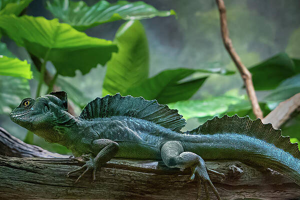 Wall Art featuring the photograph Jesus Christ Lizard by Steve Templeton