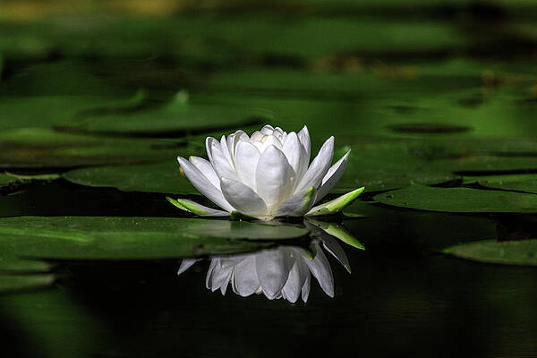 Pennsylvania Wall Art featuring the photograph Jewels Of The Lake by Todd Wilkinson